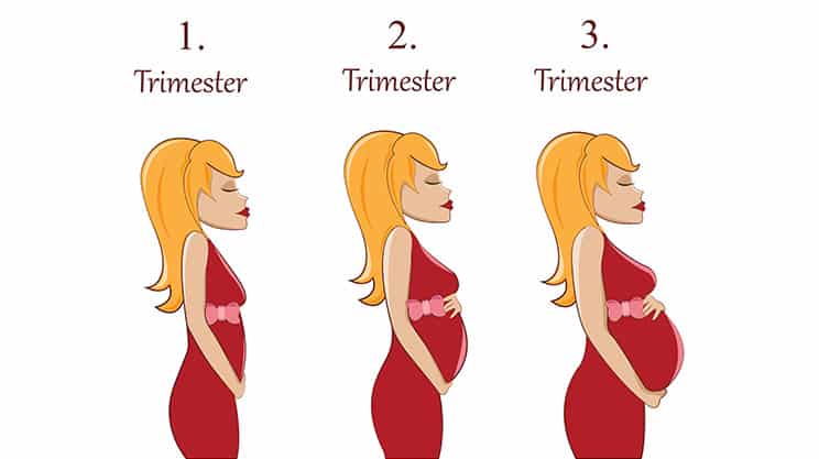 Schwangerschaft – alle Trimester im Überblick