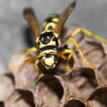 Wespenstiche – auch für Nichtallergiker droht Gefahr