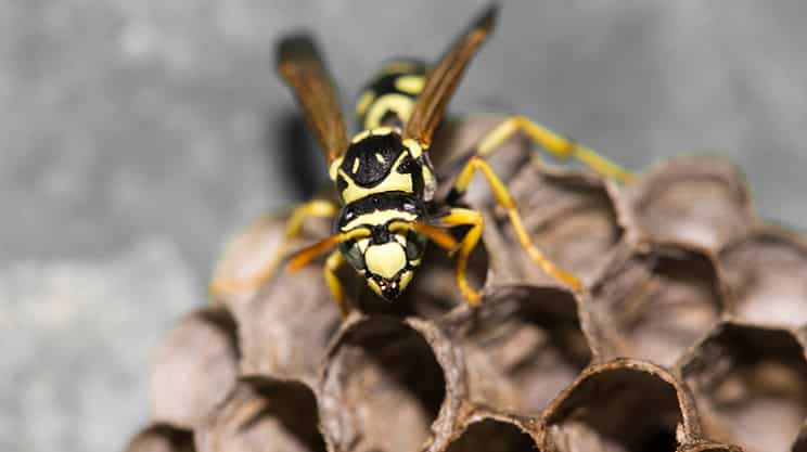 Wespenstiche – auch für Nichtallergiker droht Gefahr