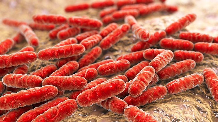 Probiotische Bakterien: Universal-Therapie gegen Darmkrankheiten?