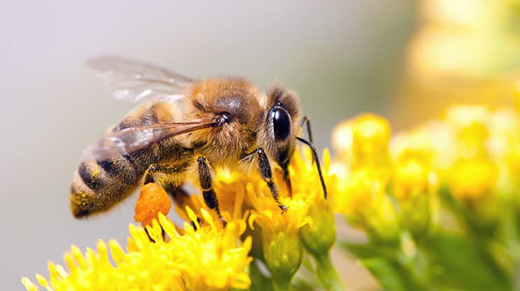 Bienenstich - Was nun zu tun ist