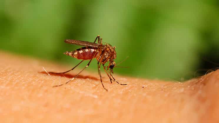 Mückenstich – lästig, aber ungefährlich