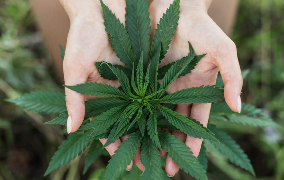 Legalisierung von Cannabis – Fluch oder Segen?